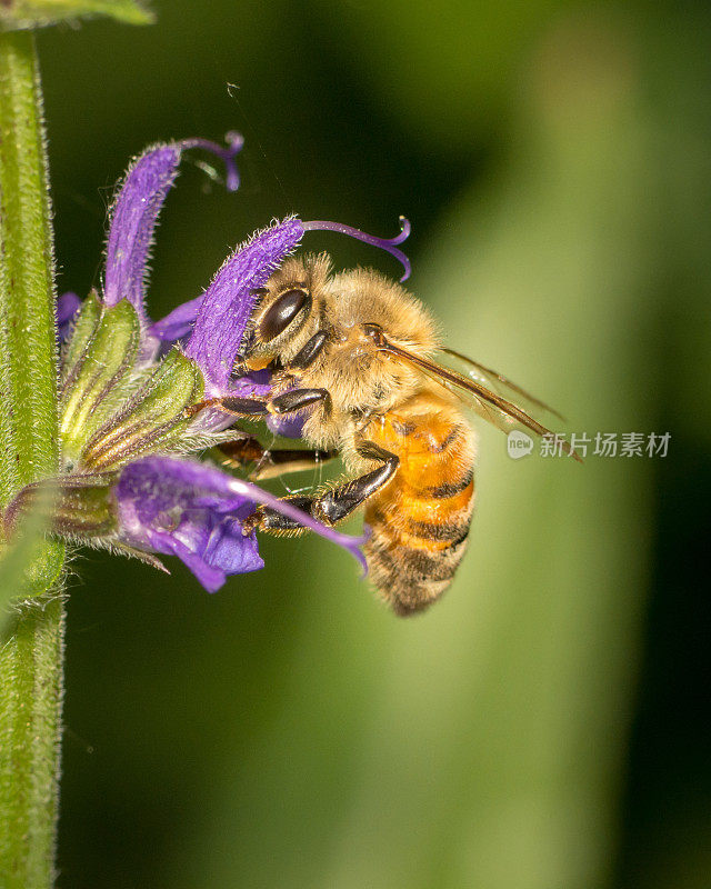 大昆虫蜜蜂(Apis mellifera)在紫色的花